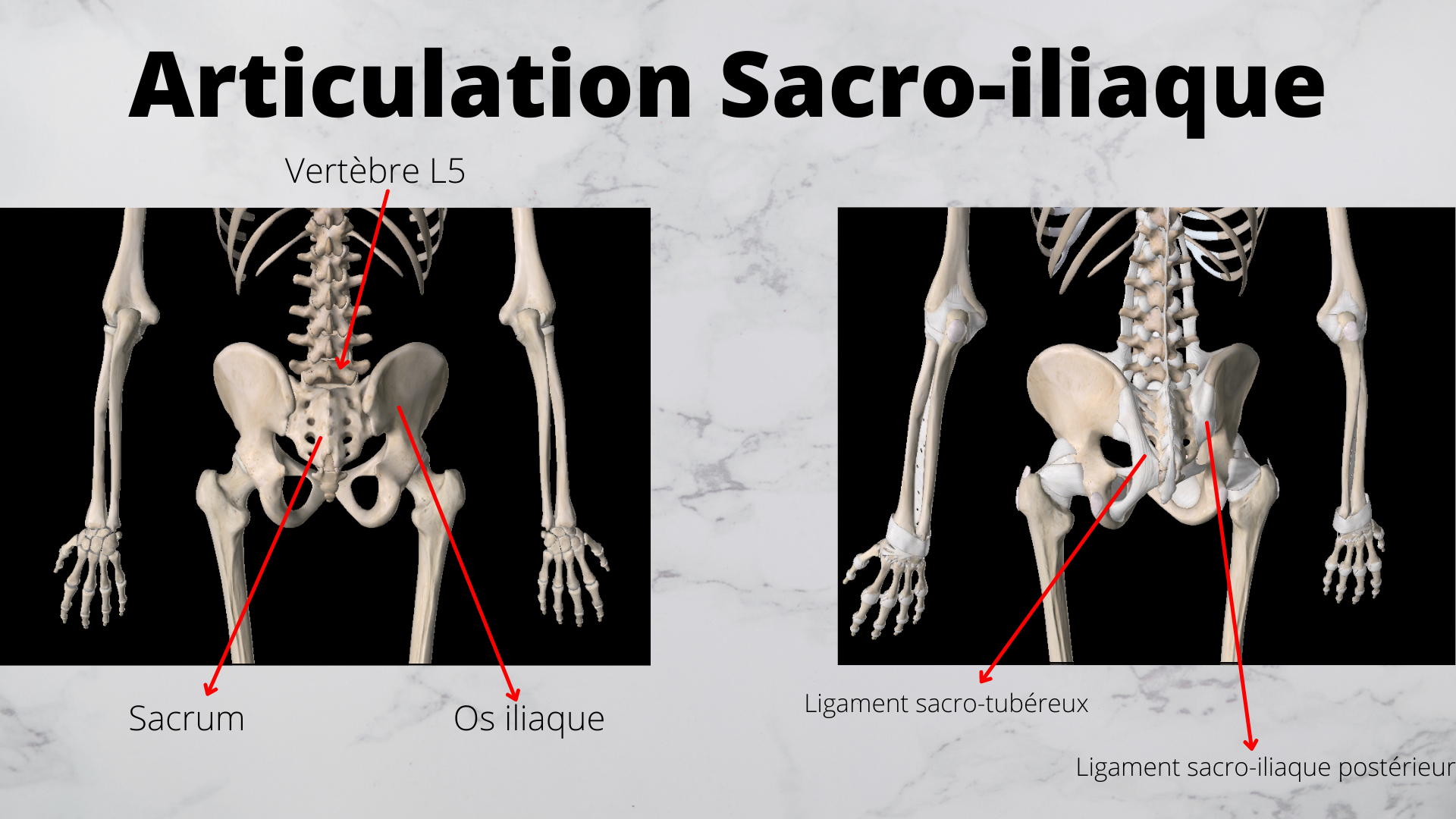 Douleur sacro-iliaque/bassin | Blogue | Clinique Momentum Chiropratique